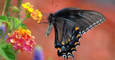 black swallowtail butterfly.