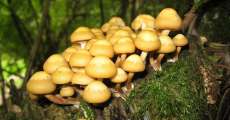 Mushrooms on a stump.