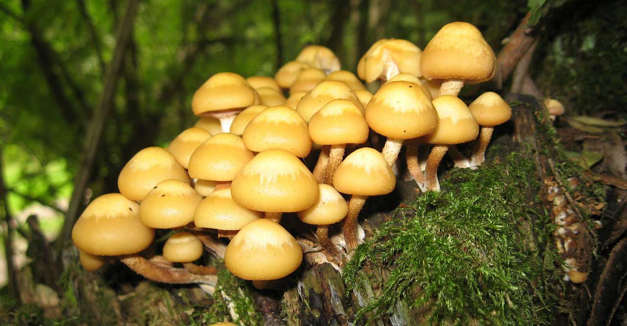 Cause of Fairy Rings and Simple Steps to Remove Them Alton MO