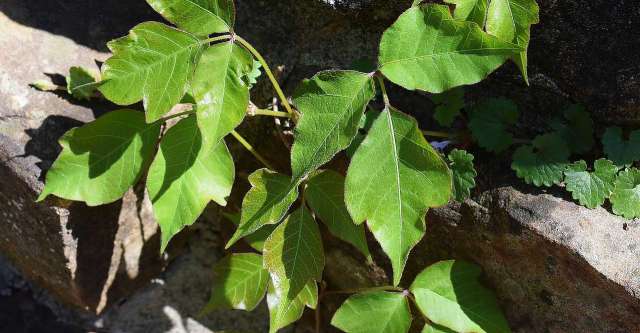 Poison ivy.
