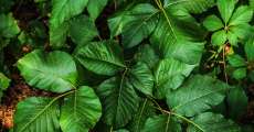 Poison ivy.
