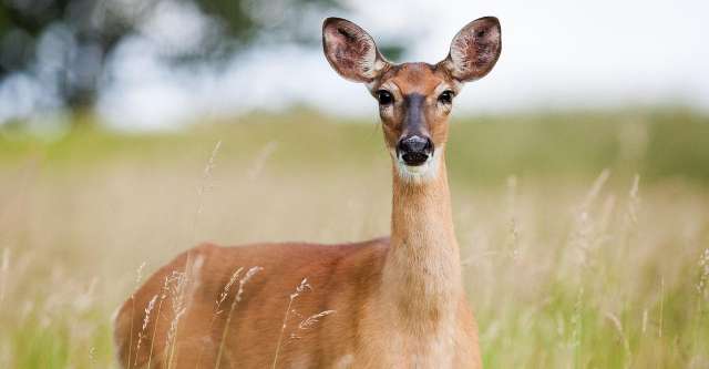 Deer in field.