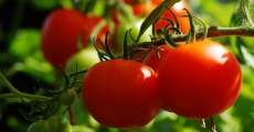 Grow a tomato plant.