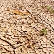 Cracked, hard dirt caused from a drought and hot weather.