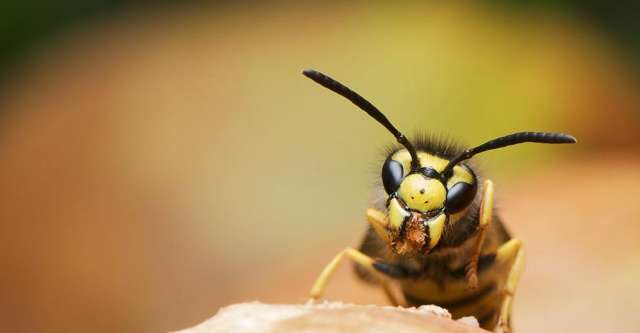Yellow jacket on rock.