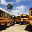 Public school buses.