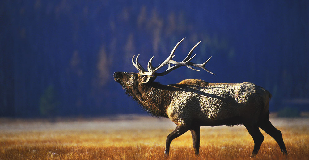 Bull elk calling in grassy meadow.