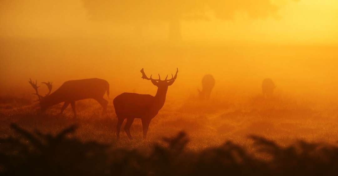 Deer standing in a field.