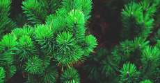 Close up of evergreen branches.