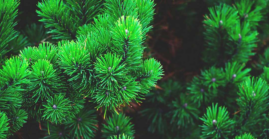 Close up of evergreen branches.