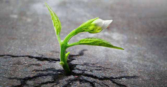 Plant sprouting from the ground.