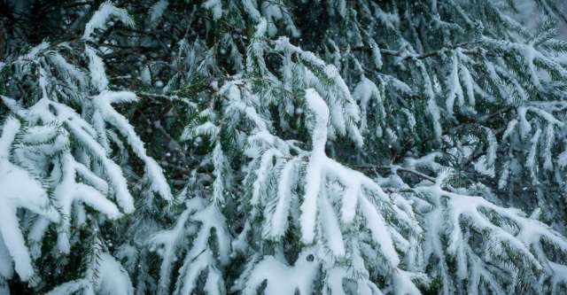 Evergreen tree with snow.