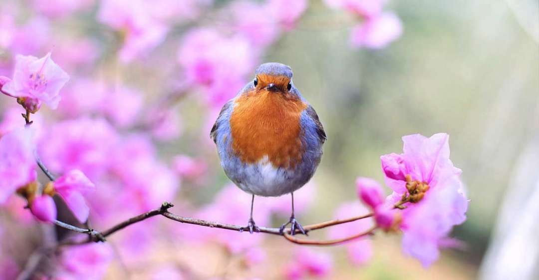Robin sitting on a cherry branch.