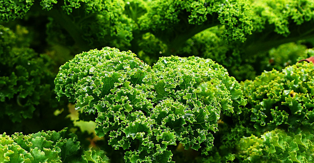 Kale growing outside.