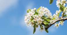 Pear tree blossoms.