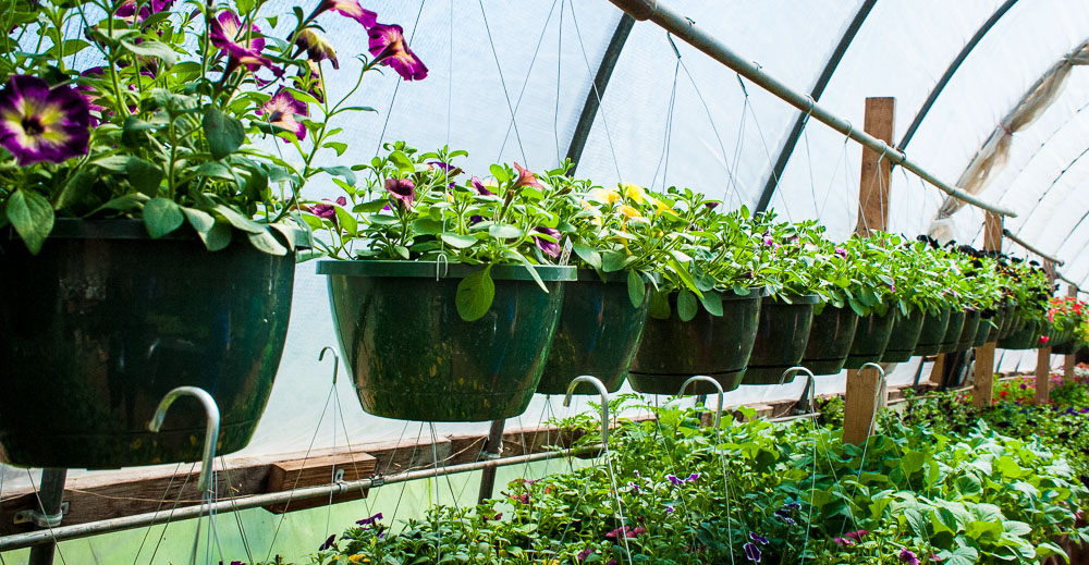 Outback Greenhouse Continues Battling Cold Spring Weather Alton MO