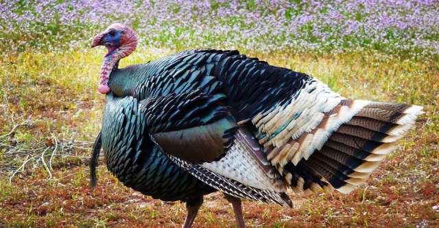 Turkey walking outside.