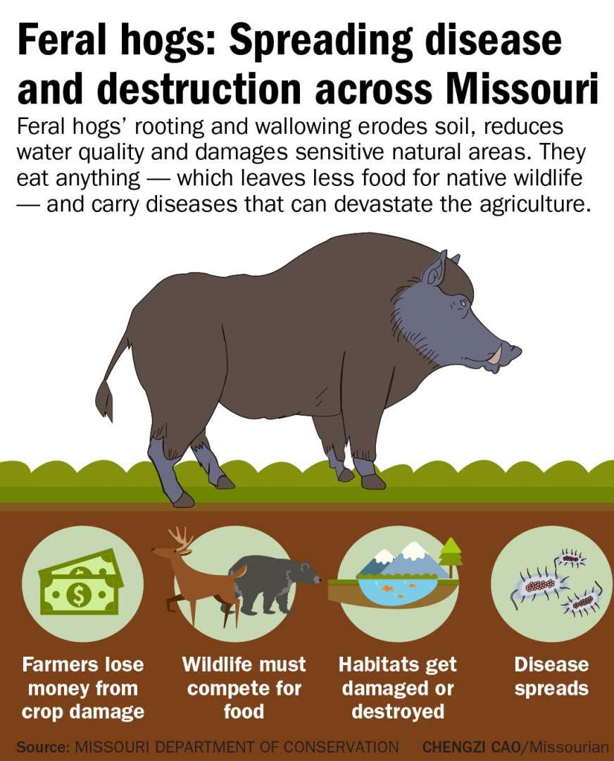 Feral hog damage. (Photo by Missouri Department of Conservation)
