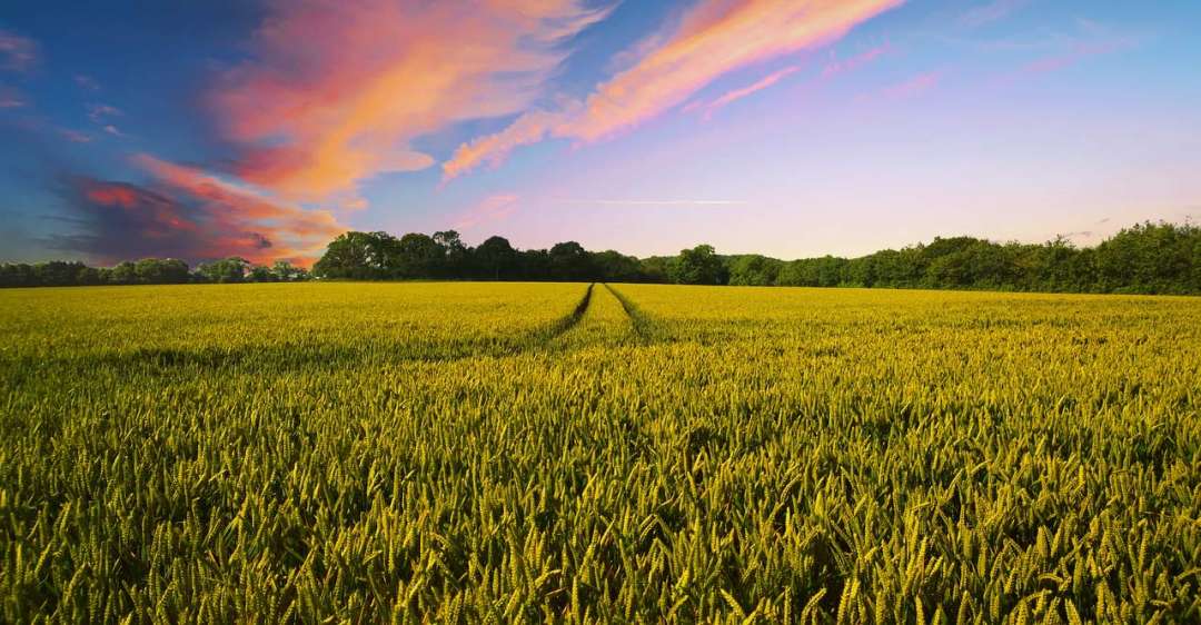 Green field in sunset.