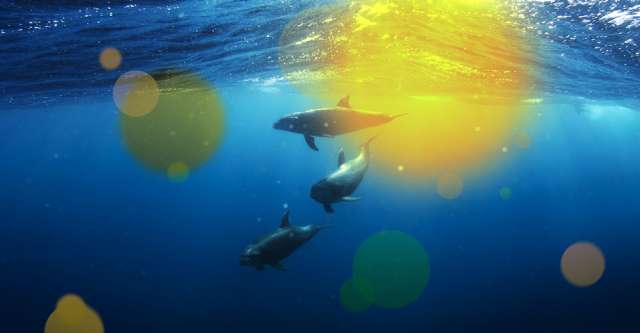 Dolphins in ocean.