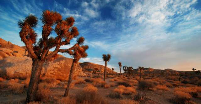 Joshua trees in California.