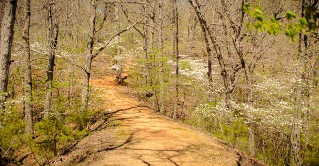 Trail through the woods.
