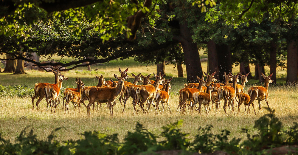 Deer standing in a field.