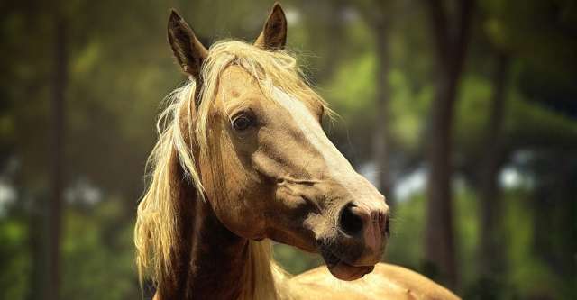 Portrait of a horse (Official Image by Miguel Muñoz Hierro from Pixabay)
