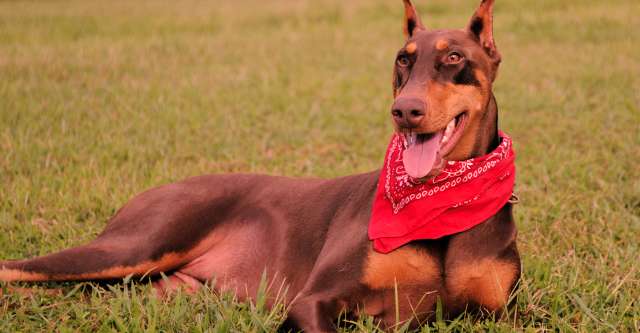 Doberman Pinscher