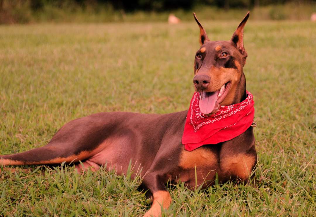 Doberman Pinscher