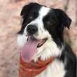 dog-3352788_1280