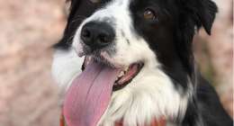 dog-3352788_1280
