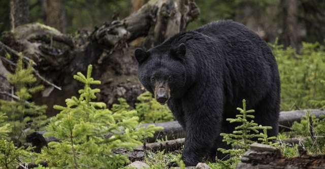 Great black bear walking through the woods.