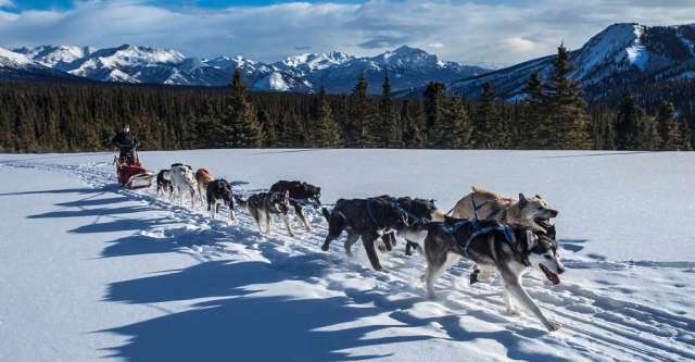 Husky dogs in snow pulling a sled.