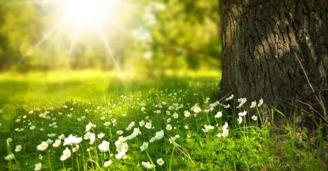 Day in green meadow.