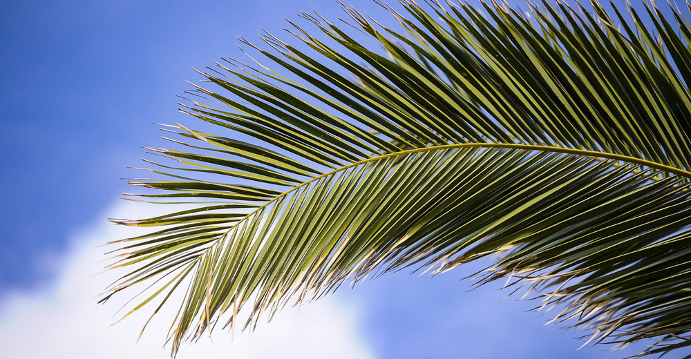 Palm branch in sky.