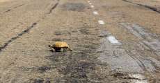 Tortoise crossing a road.