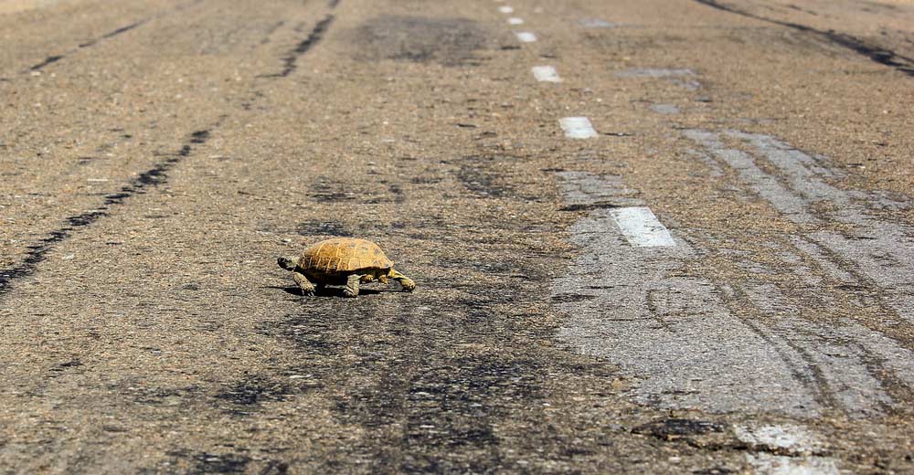 turtle crossing a road.