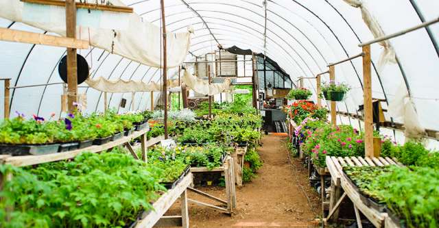 Rows of flowers and vegetables at Outback Greenhouse.