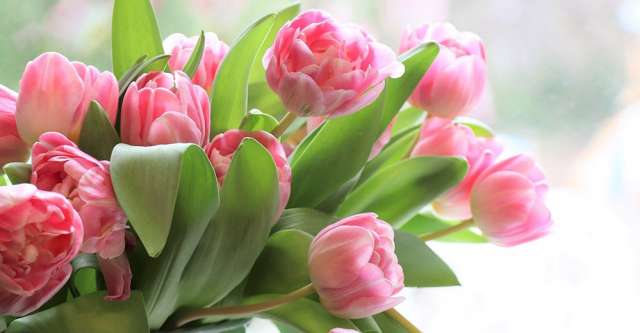 A bouquet of pink tulips.