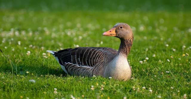 A duck in green grass.