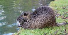 A beaver on a river bank.
