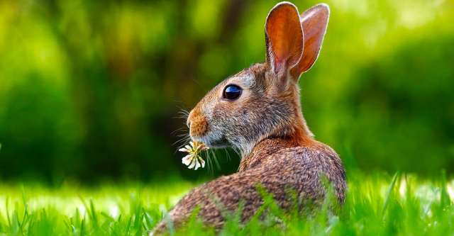 A rabbit in some green grass.