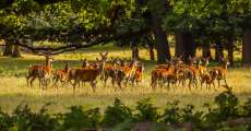 A herd of deer in field.