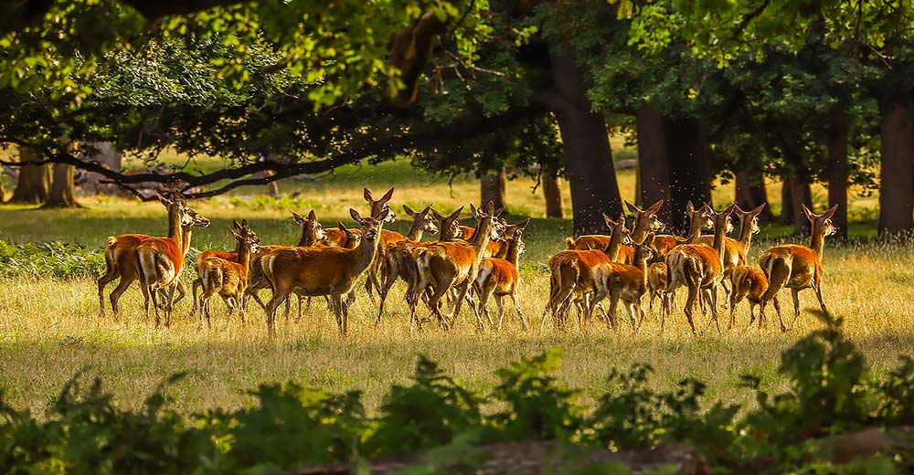 A herd of deer in field.