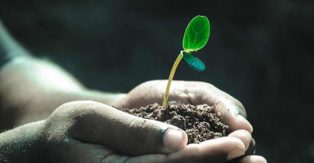 Hands holding seedling