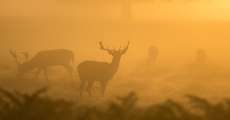 Multiple deer grazing in fog.