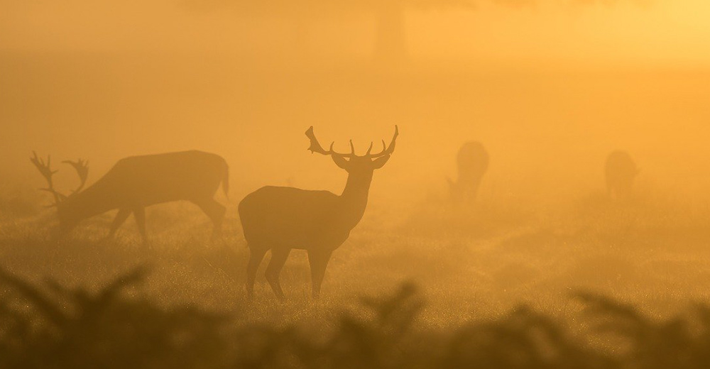 Multiple deer grazing in fog.