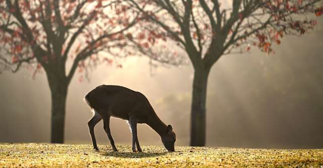 A deer gracing in some grass.