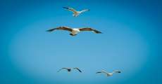 Seagulls flying in the sky.